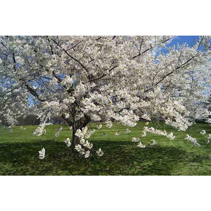 Prunus Van