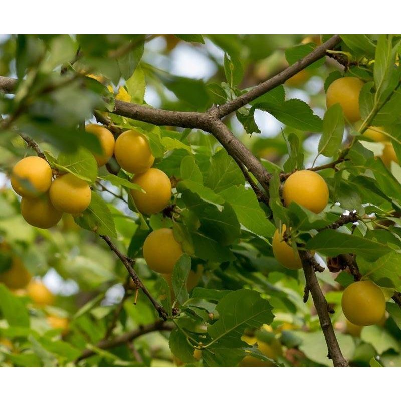 Prunus Reine Claude D'Oullins - leiboom