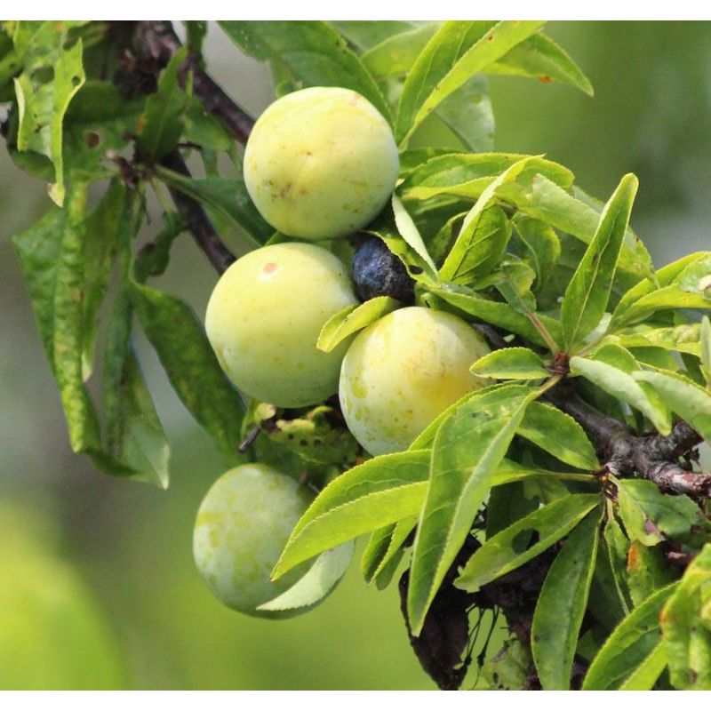 Prunus Reine Claude Verte - leiboom hoogstam