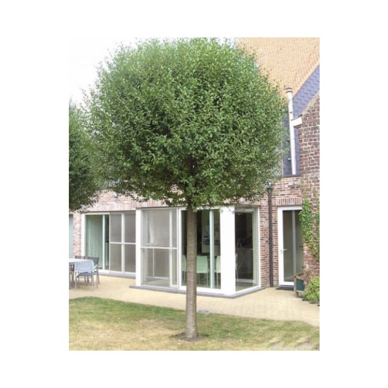 Prunus Umbraculifera - bolboom