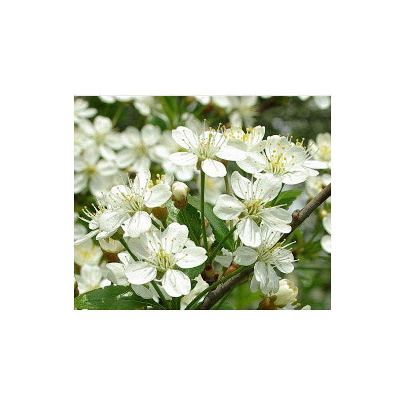 Prunus Umbraculifera - bolboom