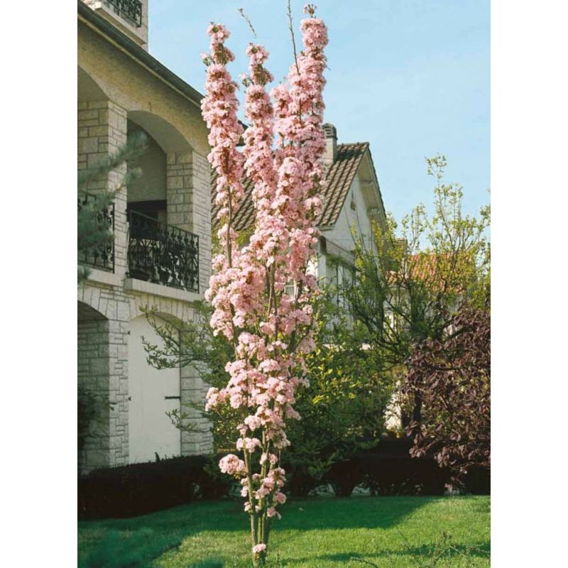 Prunus Amanogawa