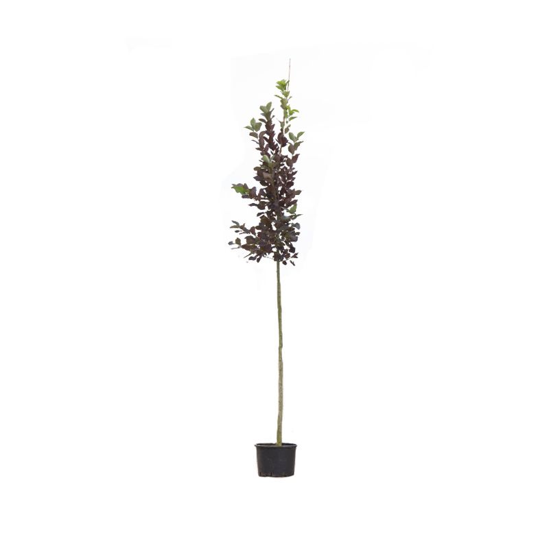 Prunus Canada Red