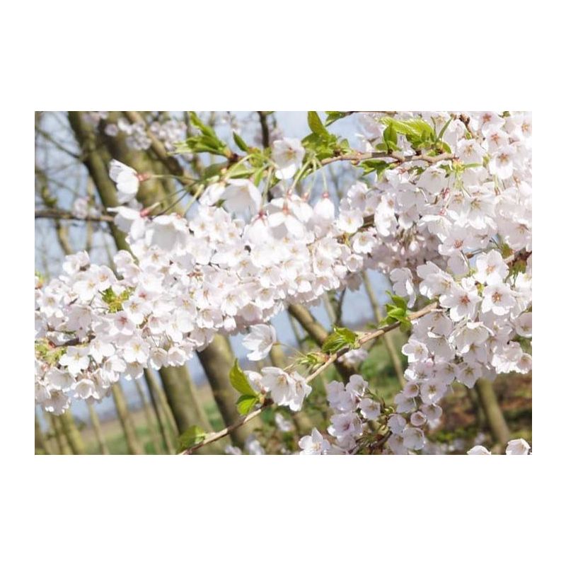 Prunus yedoensis