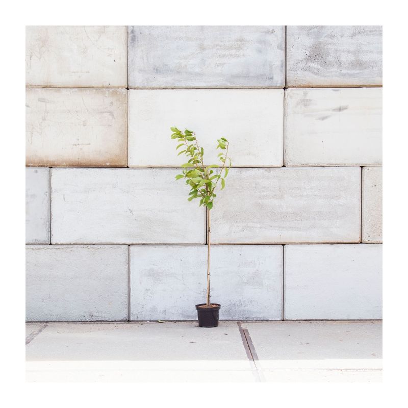 Prunus Van