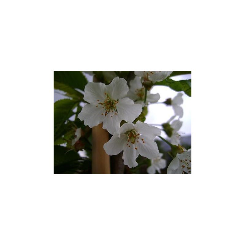 Prunus Kordia - leiboom 