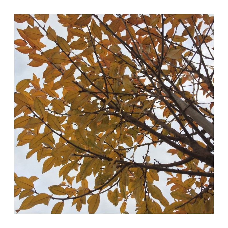 Prunus Umbraculifera - bolboom