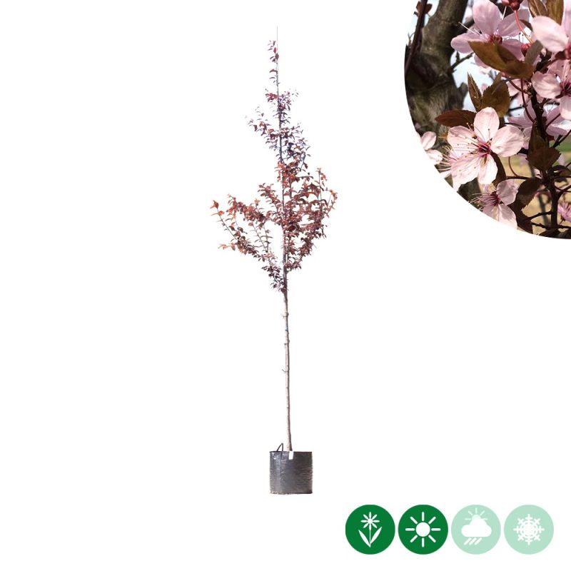 Prunus Nigra