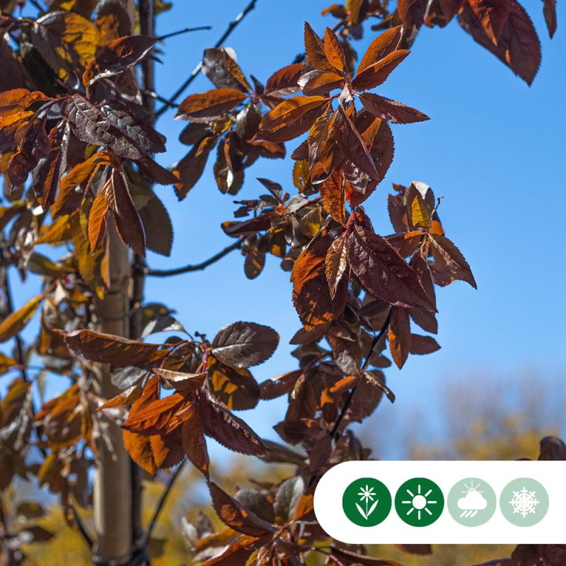 Prunus Nigra - leiboom
