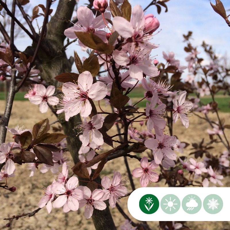 Prunus Nigra - vierkant dak