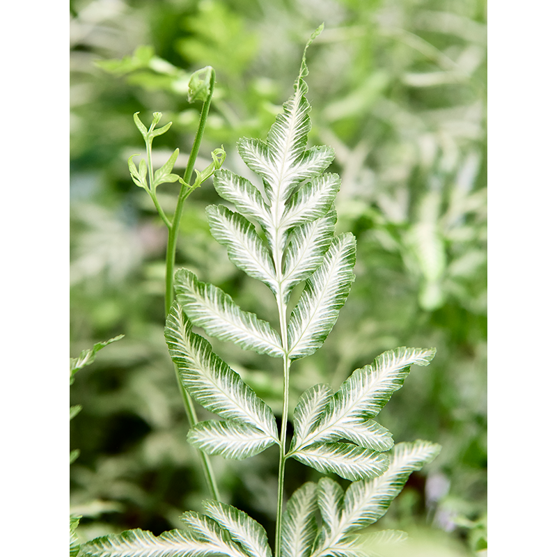 Pteris Evergemiensis