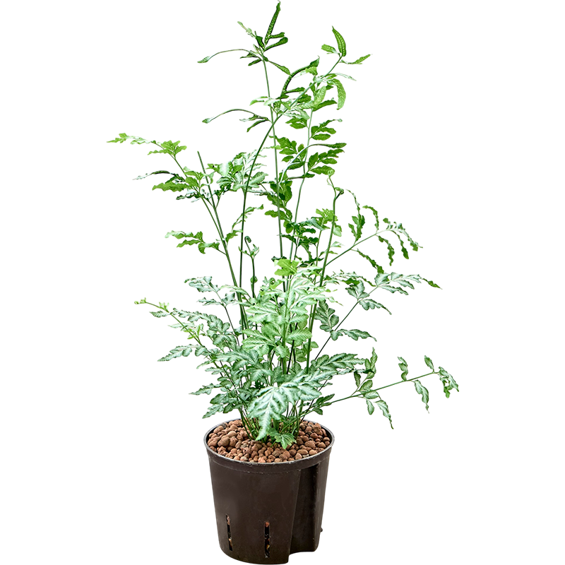 Pteris Evergemiensis