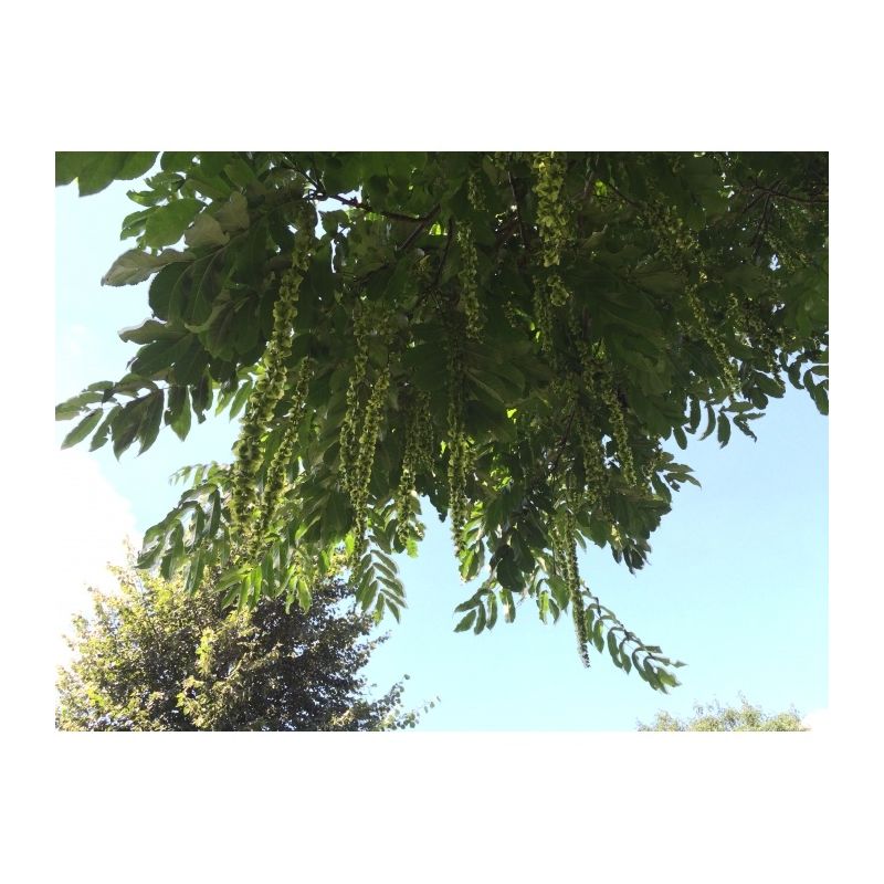 Pterocarya fraxinifolia 