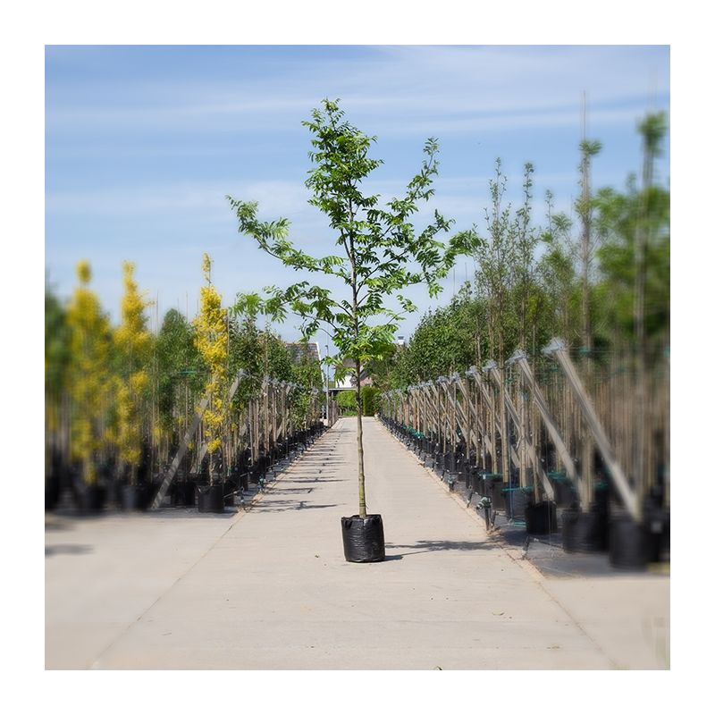 Pterocarya fraxinifolia 