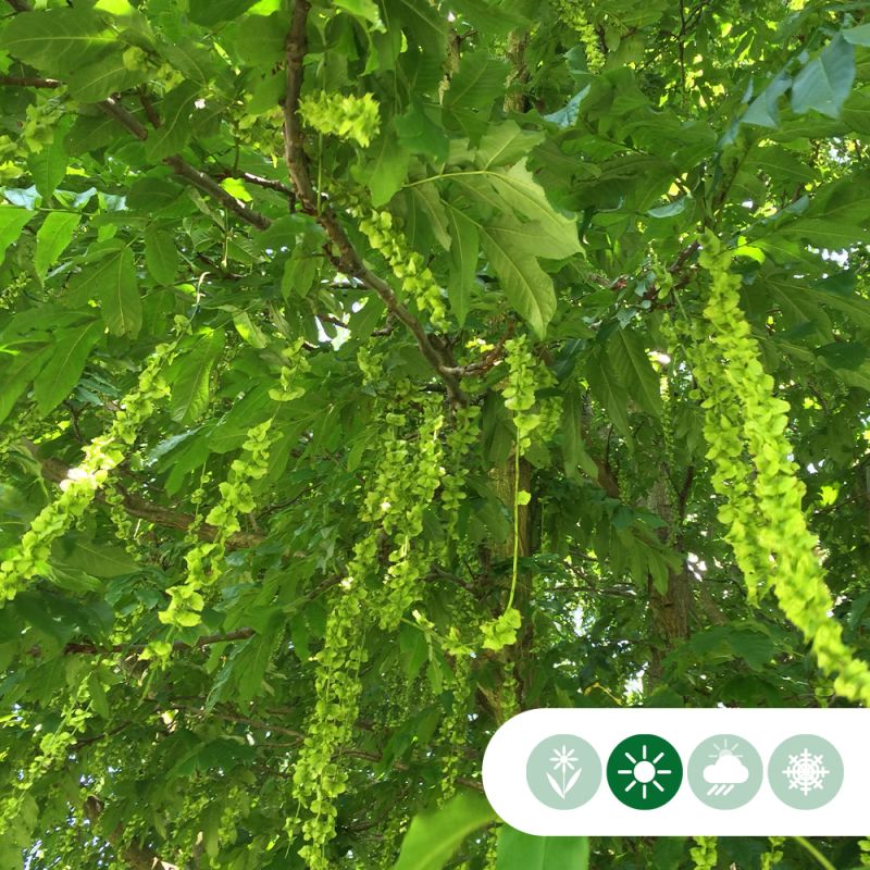 Pterocarya fraxinifolia 