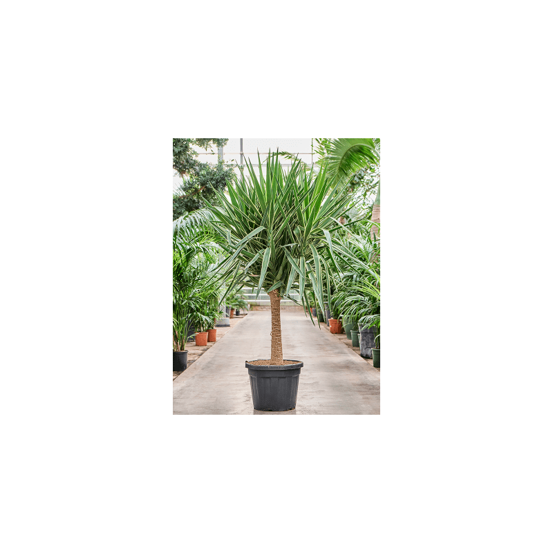 Yucca elephantipes Puck op stam