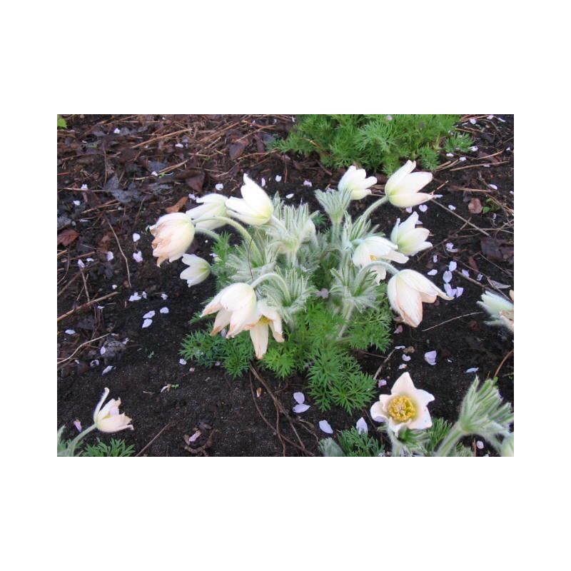 Pulsatilla Alba 