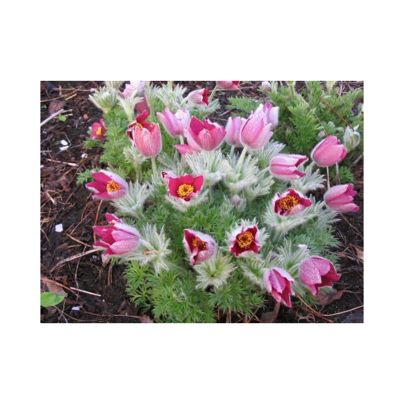 Pulsatilla Rode Klokke 