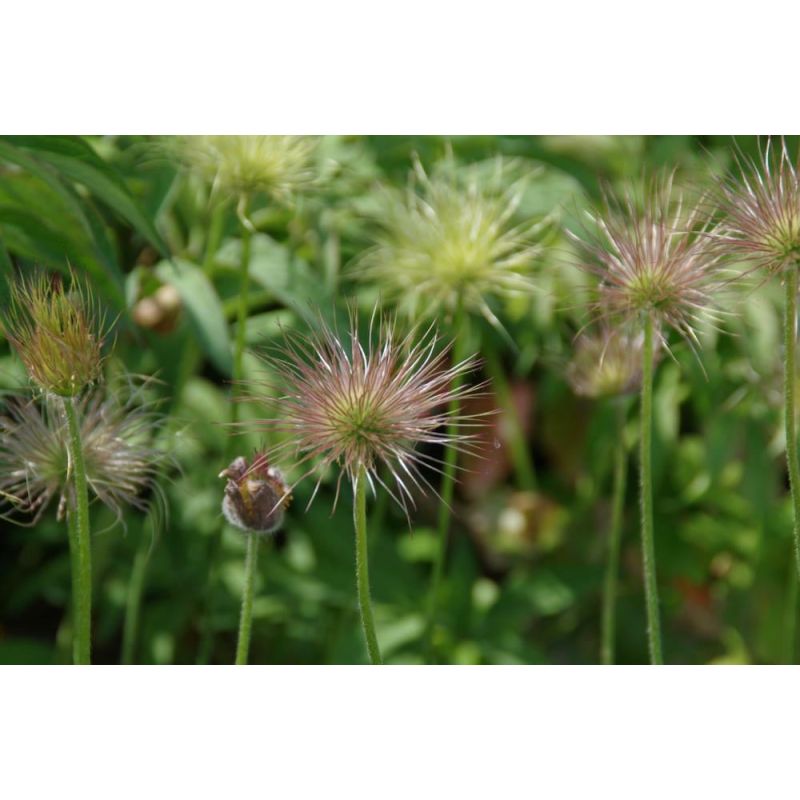 Pulsatilla Rubra
