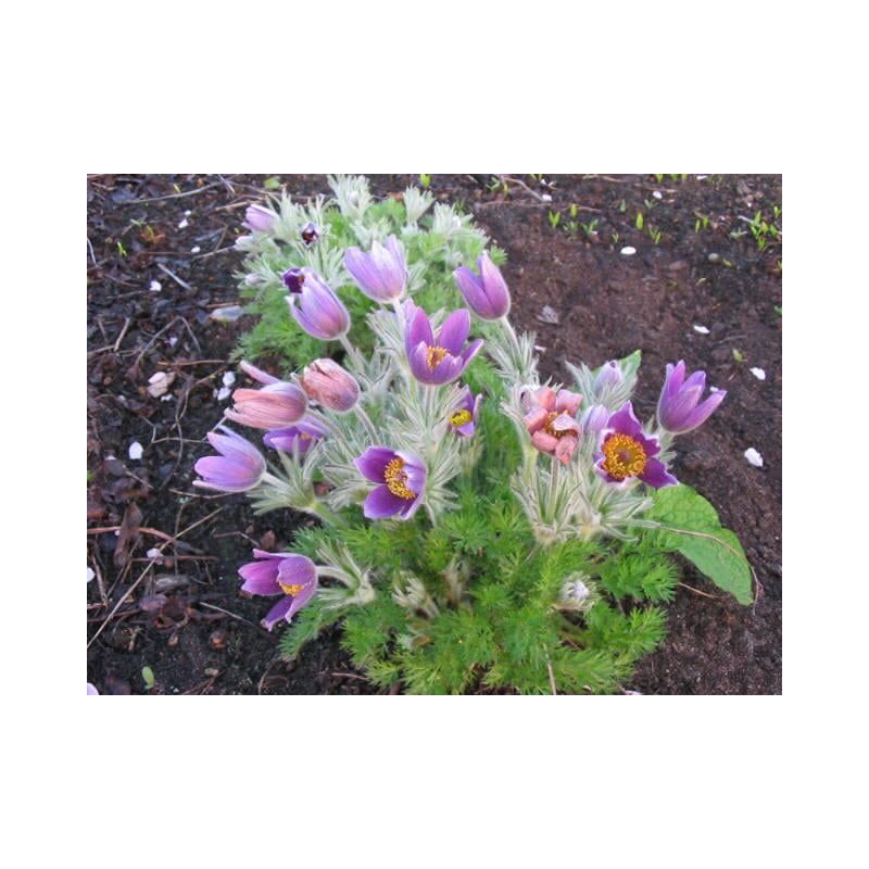 Pulsatilla vulgaris 