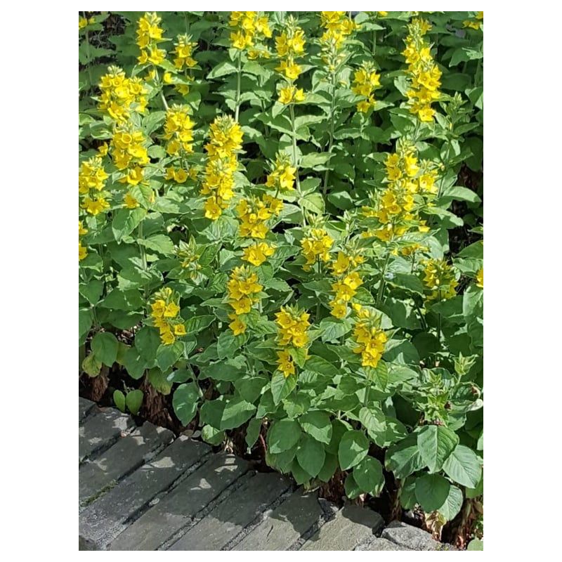 Lysimachia punctata 