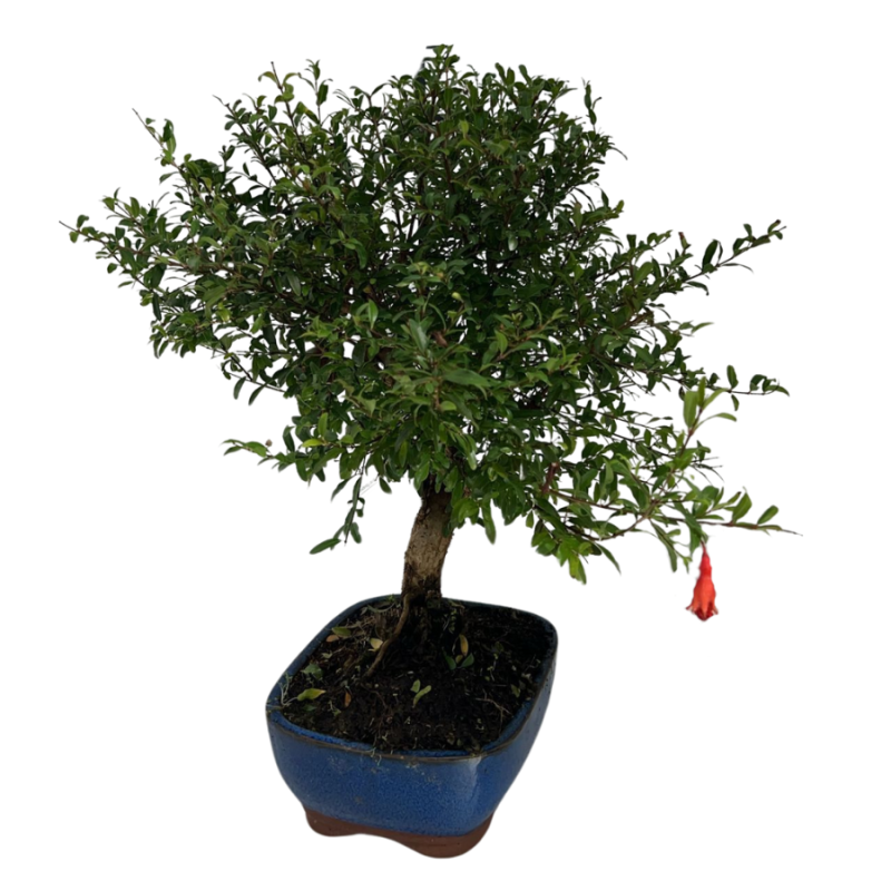 Punica granatum - bonsai