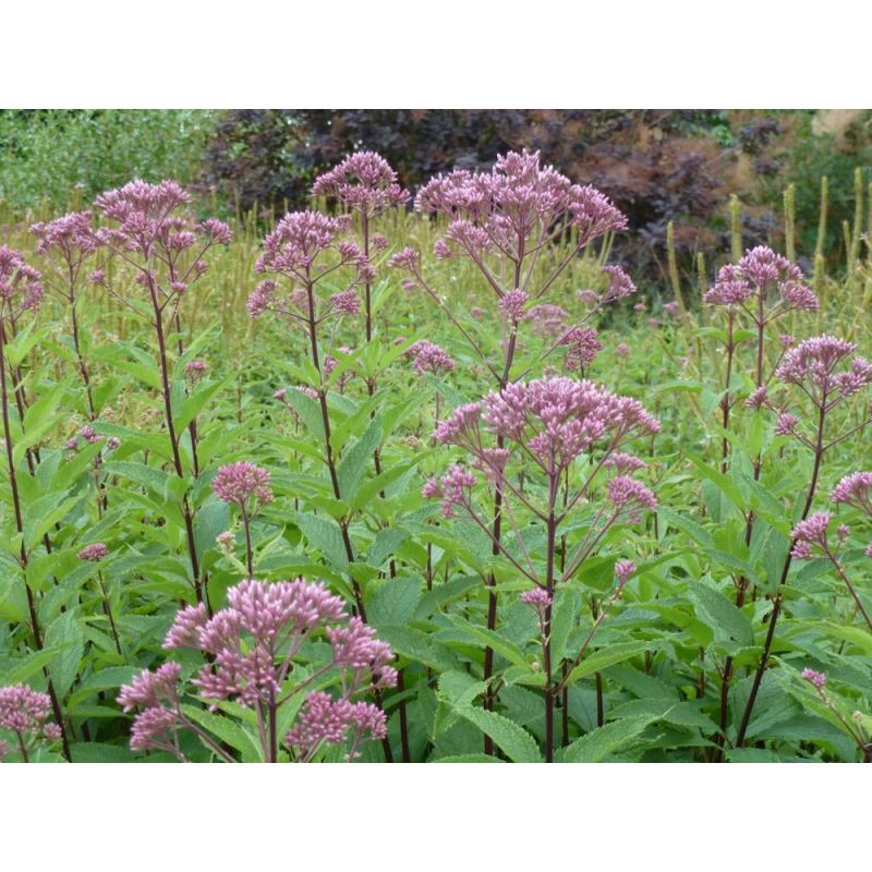 Eupatorium Purple Bush 