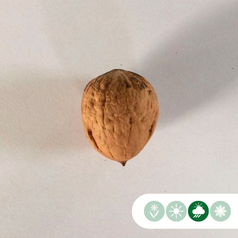 Juglans Purpurea
