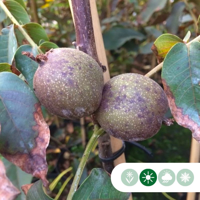 Juglans Purpurea