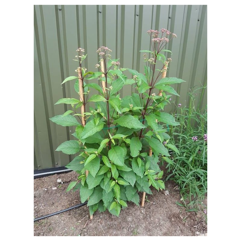 Eupatorium purpureum