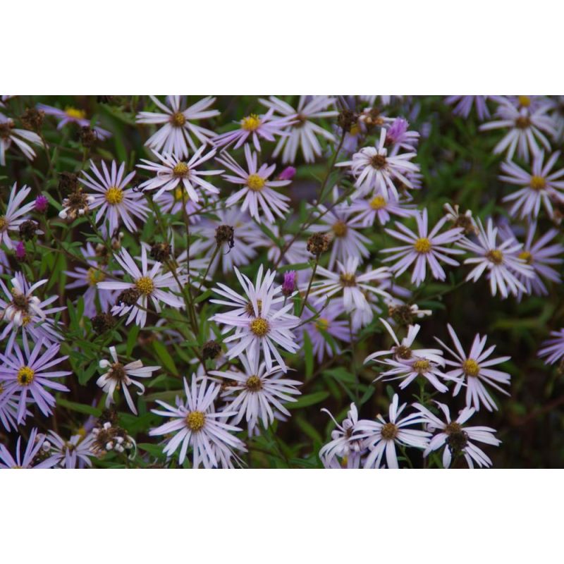 Aster Lutetia - biologisch