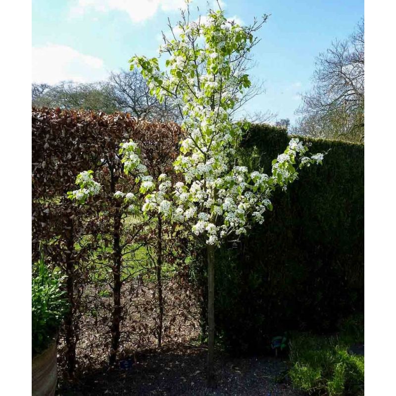 Pyrus Chanticleer- volgroeid