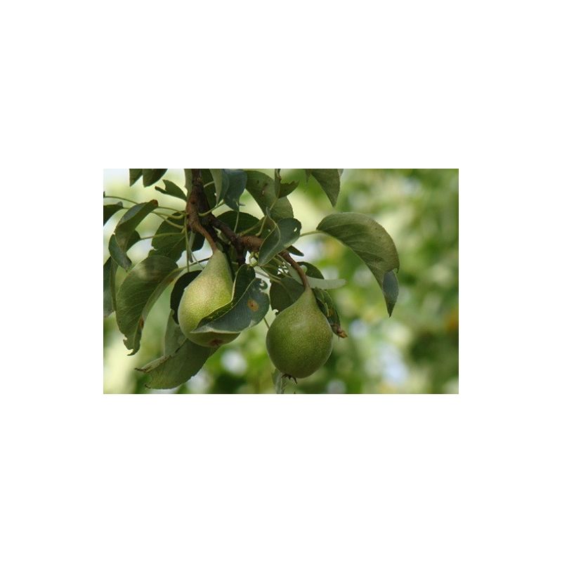 Pyrus Triomphe de Vienne - leiboom hoogstam