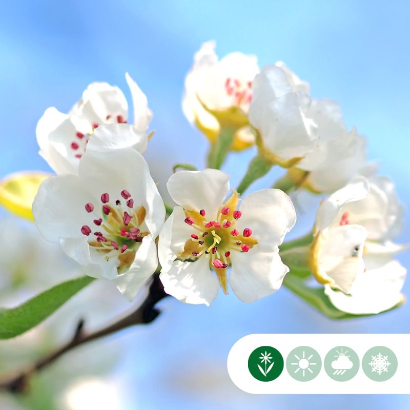 Pyrus Pendula - dakboom