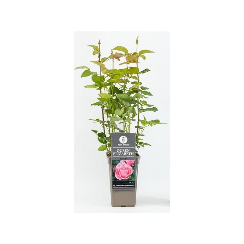 Rosa Queen Elizabeth