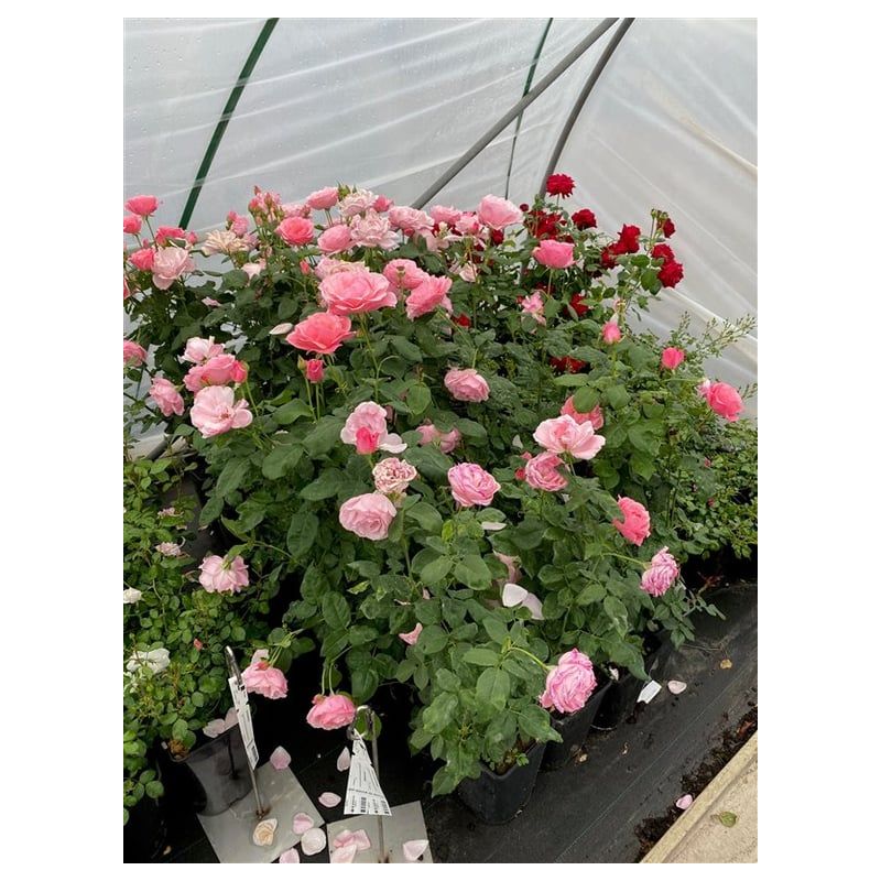 Rosa Queen Elizabeth