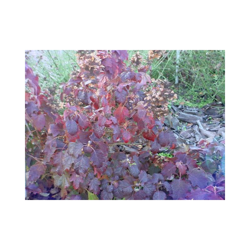 Hydrangea Burgundy