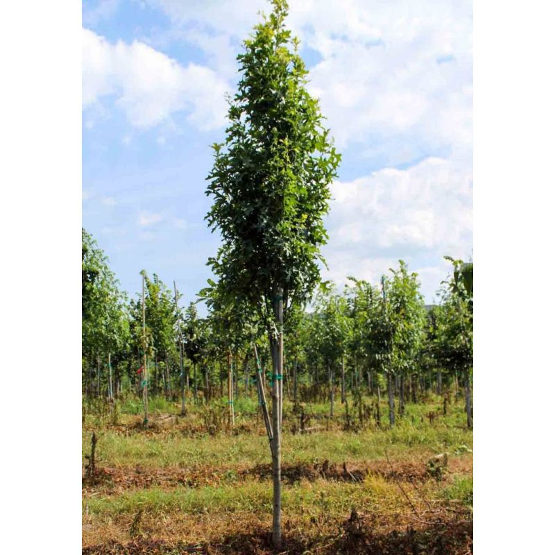Quercus Green Pillar