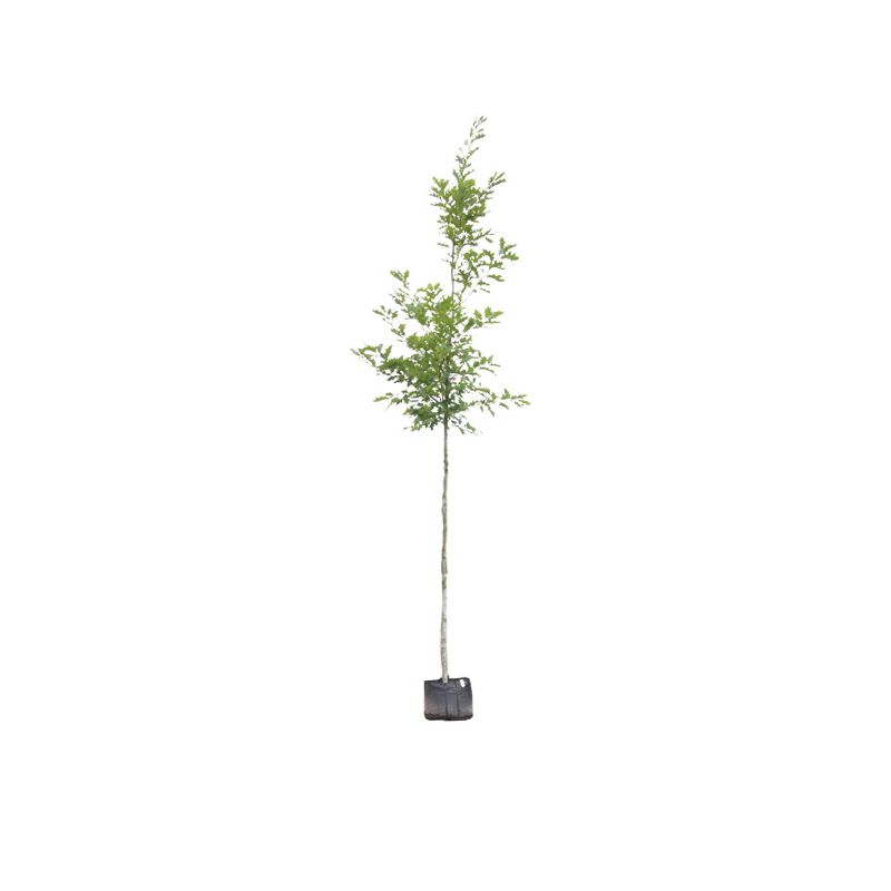 Quercus rubra 