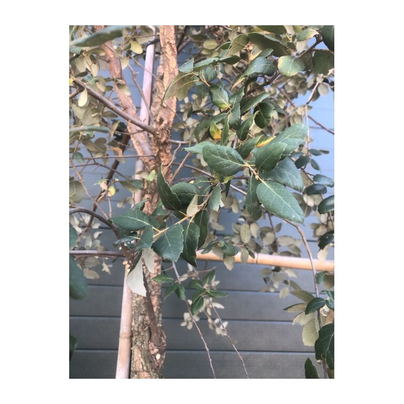 Quercus suber - leiboom