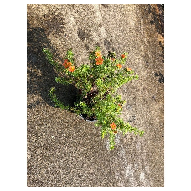 Potentilla Red Ace 