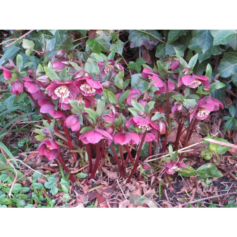 Helleborus Red Hybride 