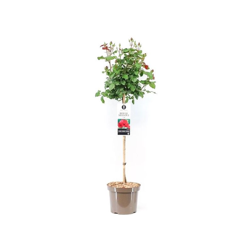 Rosa Red Meilove op stam