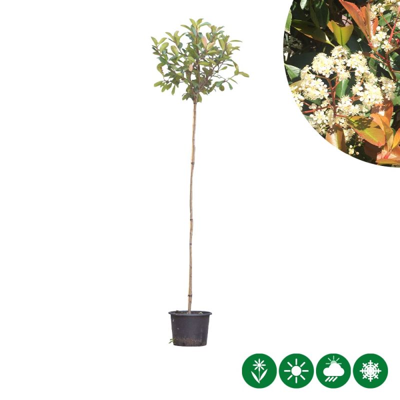 Photinia Red Robin - bolvorm