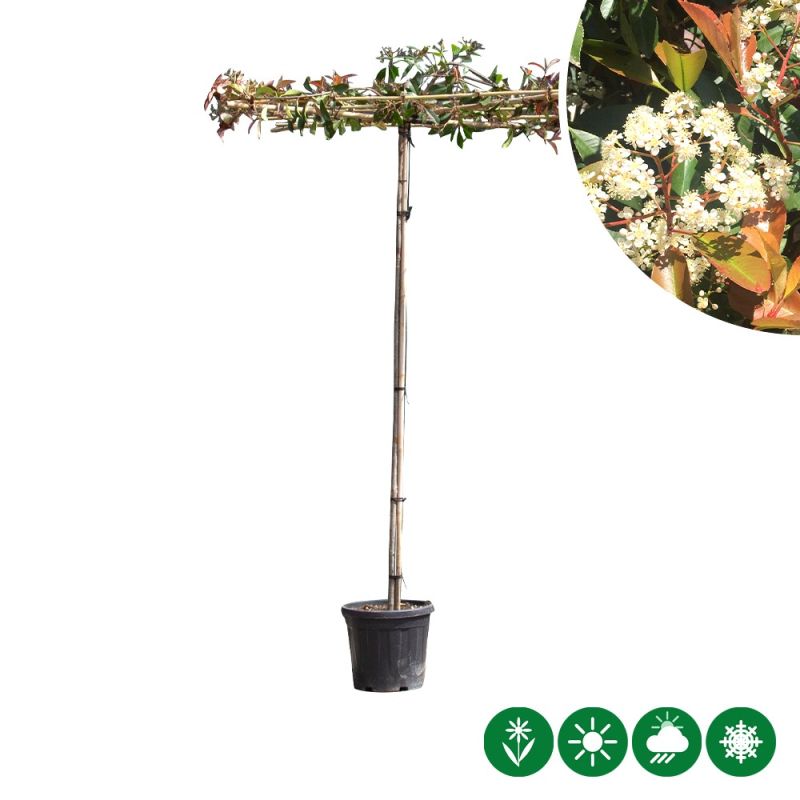Photinia Red Robin - vierkant dak