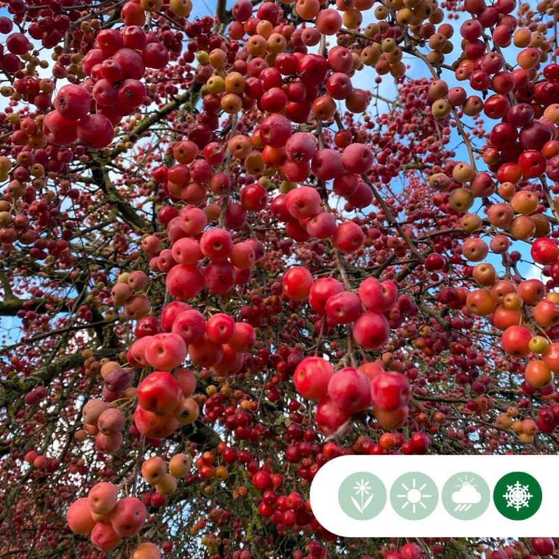 Malus Red Sentinel - leiboom