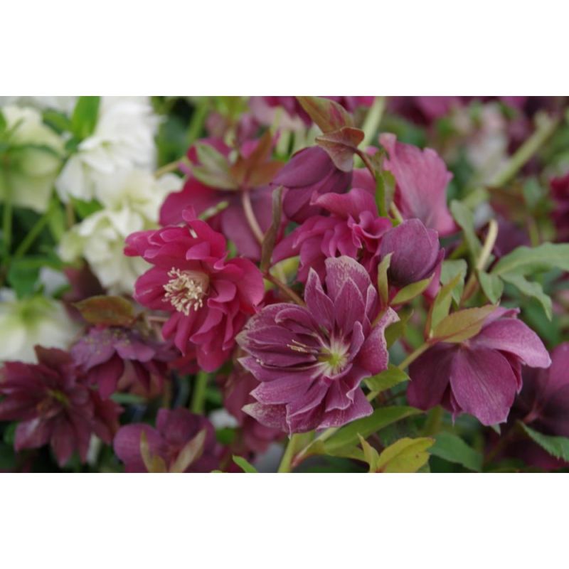 Helleborus Double Ellen Red 