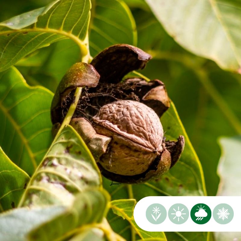Juglans Regia 