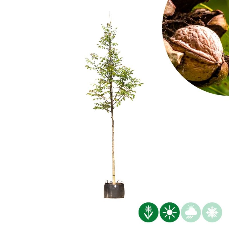 Juglans Regia 