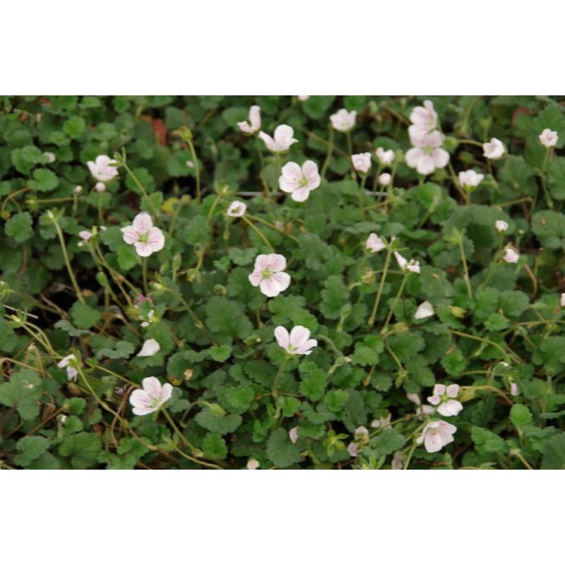Erodium Album 